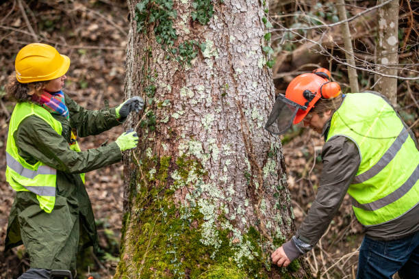  Mckinleyville, CA Tree Services Pros