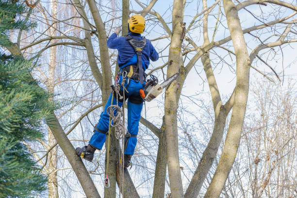 Best Tree Risk Assessment  in Mckinleyville, CA